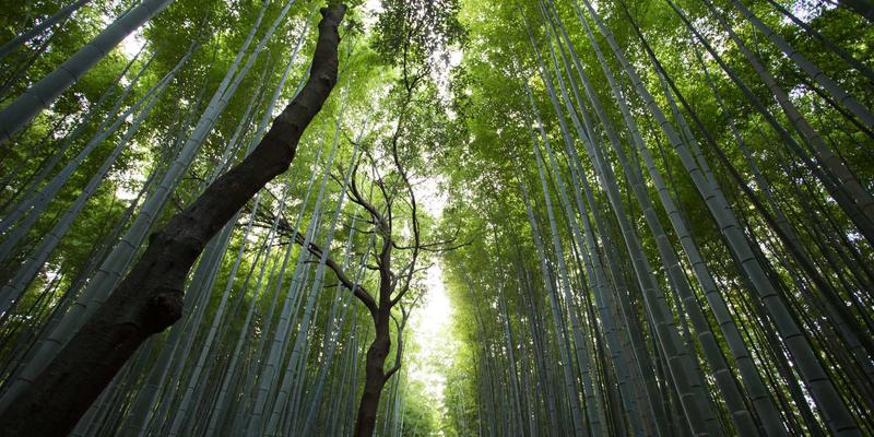 中山宠物医院专业消毒与异味控制：融合复古清洁智慧与现代家政服务的解决方案