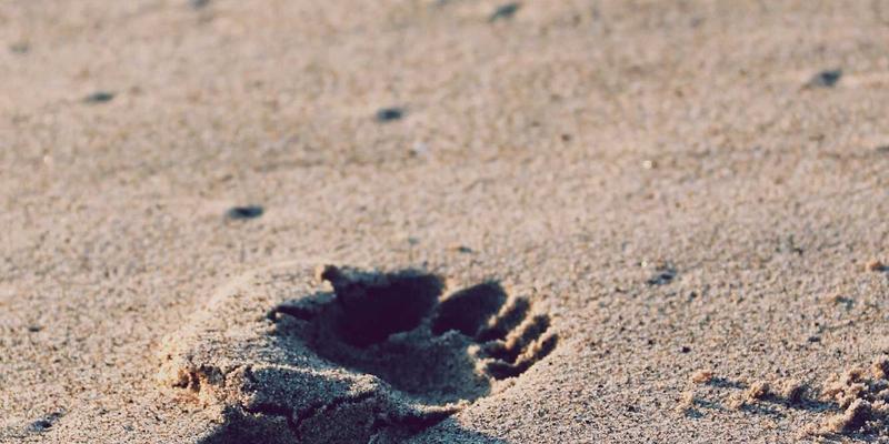 中山清洁全攻略：专业设备与家政服务如何选择？